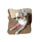 可愛い犬チワワの挨拶スタンプ（個別スタンプ：3）