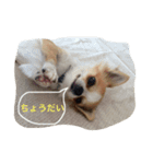 可愛い犬チワワの挨拶スタンプ（個別スタンプ：4）