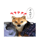 柴犬のふく（個別スタンプ：4）