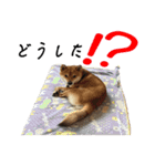 柴犬のふく（個別スタンプ：6）