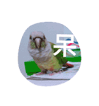 bird.....（個別スタンプ：1）