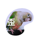 bird.....（個別スタンプ：4）