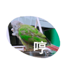 bird.....（個別スタンプ：6）