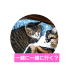 可愛い我猫スタンプ（個別スタンプ：8）