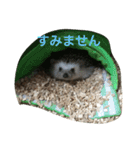 挨拶ハリネズミペコ（個別スタンプ：21）