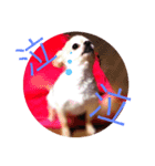 YasueFamilyDogs（個別スタンプ：2）