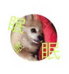 YasueFamilyDogs（個別スタンプ：3）