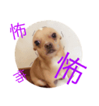 YasueFamilyDogs（個別スタンプ：4）