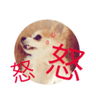 YasueFamilyDogs（個別スタンプ：6）