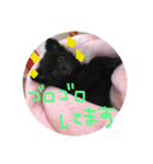 うちのねこといぬら2（個別スタンプ：8）