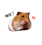 hungry hamster（個別スタンプ：5）