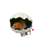 hungry hamster（個別スタンプ：11）