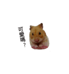 hungry hamster（個別スタンプ：14）