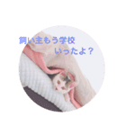 しらたまの日常①（個別スタンプ：24）