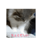 たぬきねこ(たまに金沢弁)（個別スタンプ：2）