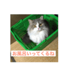 たぬきねこ(たまに金沢弁)（個別スタンプ：3）