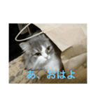 たぬきねこ(たまに金沢弁)（個別スタンプ：6）