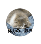 たぬきねこ(たまに金沢弁)（個別スタンプ：8）