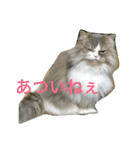 たぬきねこ(たまに金沢弁)（個別スタンプ：14）