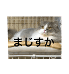 たぬきねこ(たまに金沢弁)（個別スタンプ：15）