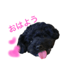 元保護犬黒プーSOLくん（個別スタンプ：1）