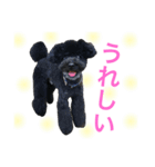 元保護犬黒プーSOLくん（個別スタンプ：8）