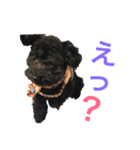 元保護犬黒プーSOLくん（個別スタンプ：20）