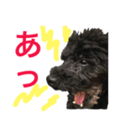 元保護犬黒プーSOLくん（個別スタンプ：24）