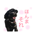 元保護犬黒プーSOLくん（個別スタンプ：36）