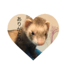 ferret..！（個別スタンプ：1）