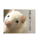 ferret..！（個別スタンプ：4）