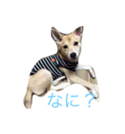 愛犬スタンプ。。2（個別スタンプ：2）