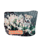 愛犬スタンプ。。2（個別スタンプ：6）
