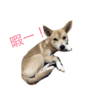 愛犬スタンプ。。2（個別スタンプ：11）