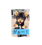 愛犬スタンプ。。2（個別スタンプ：12）
