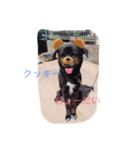 愛犬スタンプ。。2（個別スタンプ：13）