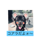 愛犬スタンプ。。2（個別スタンプ：14）