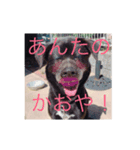 愛犬スタンプ。。2（個別スタンプ：15）