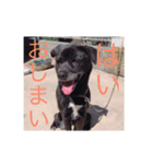 愛犬スタンプ。。2（個別スタンプ：16）