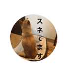 森家の日常 総集編（個別スタンプ：1）