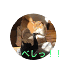 森家の日常 総集編（個別スタンプ：5）
