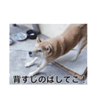 森家の日常 総集編（個別スタンプ：13）