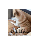 森家の日常 総集編（個別スタンプ：14）