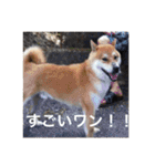 森家の日常 総集編（個別スタンプ：16）