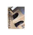 森家の日常 総集編（個別スタンプ：20）