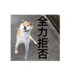森家の日常 総集編（個別スタンプ：24）