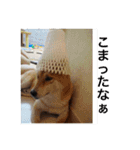 森家の日常 総集編（個別スタンプ：27）