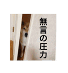 森家の日常 総集編（個別スタンプ：35）