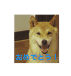 森家の日常 総集編（個別スタンプ：36）