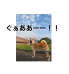 森家の日常 総集編（個別スタンプ：37）